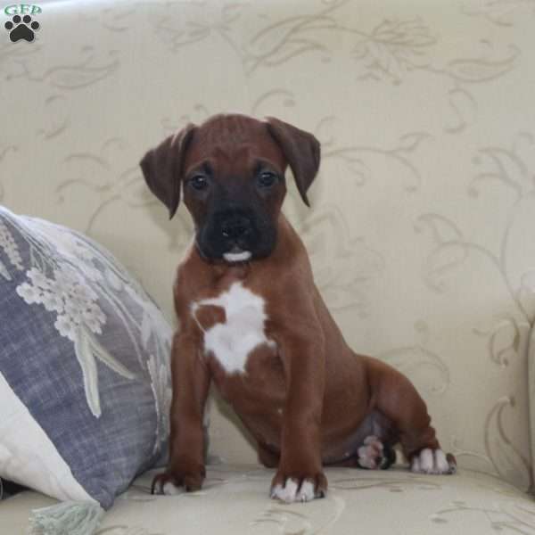 Limosine, Boxer Puppy